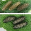 mel triv fascelis larva34hib volg1